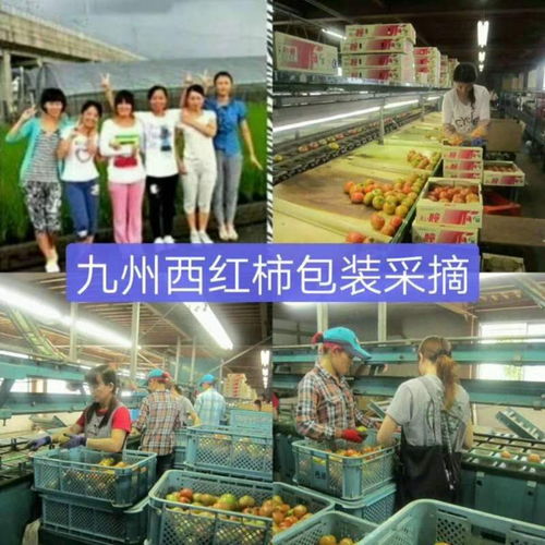 赴日劳务新选择 沈阳国桥旅行社助力开启九州职业之旅